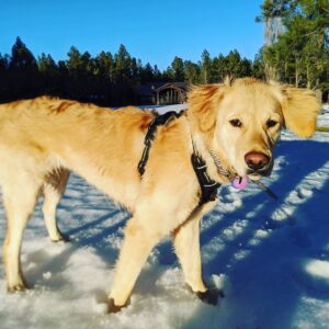 Winnie in the snow